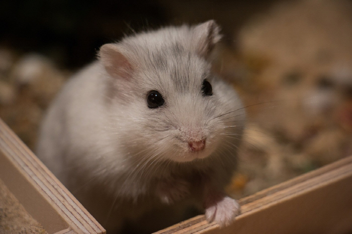 Woman Bites by Pet Hamster dies'Investigating if cause of death is in person'