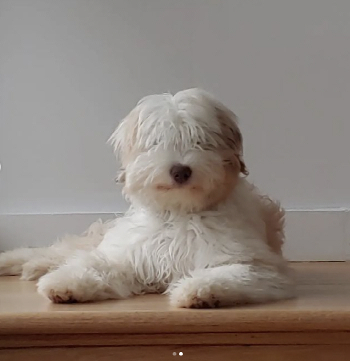 'Black and White' Edward Lee gave birth to a pet dog'This is a biological child'