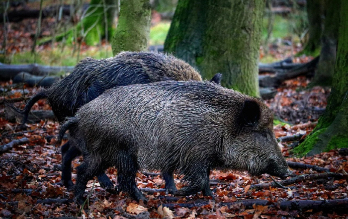 'Free to catch wild boar with bare hands' Controversy over tourism products in China