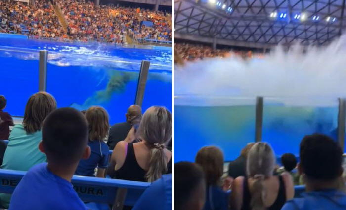 Whale Who Dumped Aquarium Audience, What Happened?