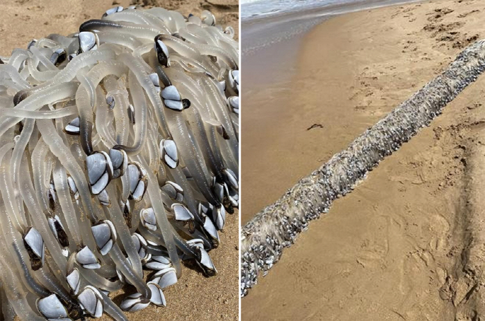 What is the soaked noodles found on the beach?