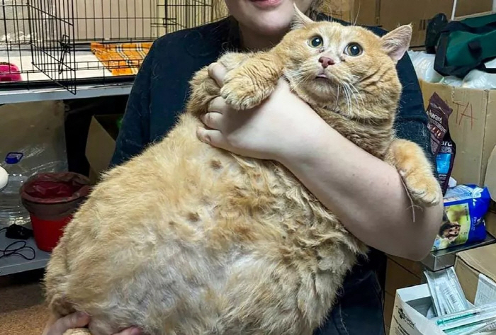 World's fattest cat dies during weight loss, cause of death?