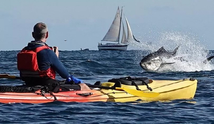 Catch a jump on the surface of tuna over 2m in length'It was like a torpedo'