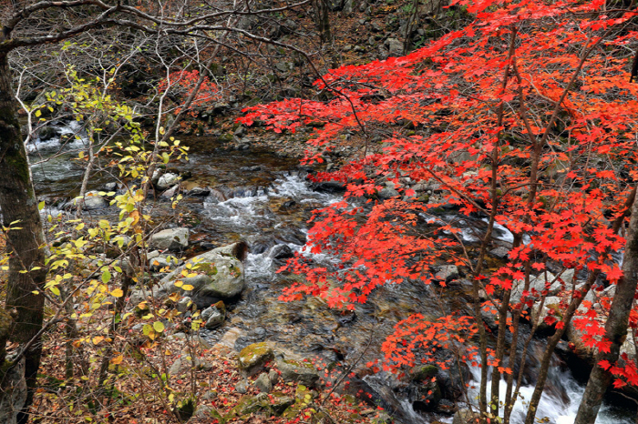 How to prevent autumn foliage hiking, joint damage, and falls?