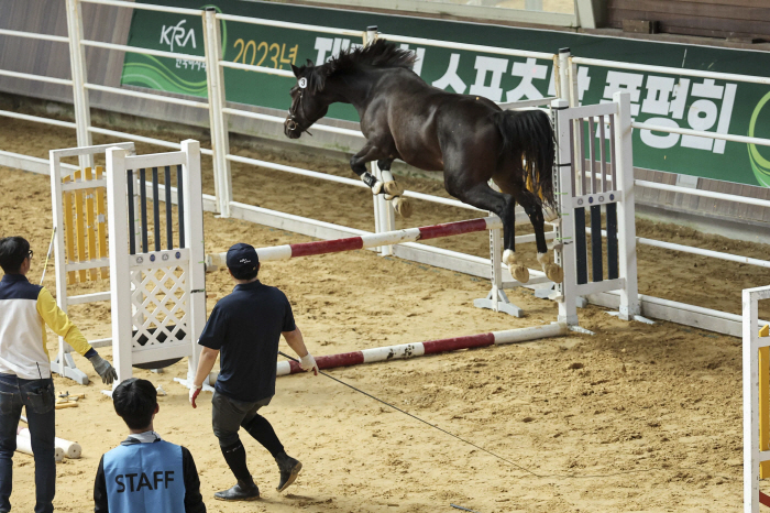  'A venue for discovering excellent domestic horseback riding'Holding the final round of the Young Horse Cup and Sports Horse Fair in 2024