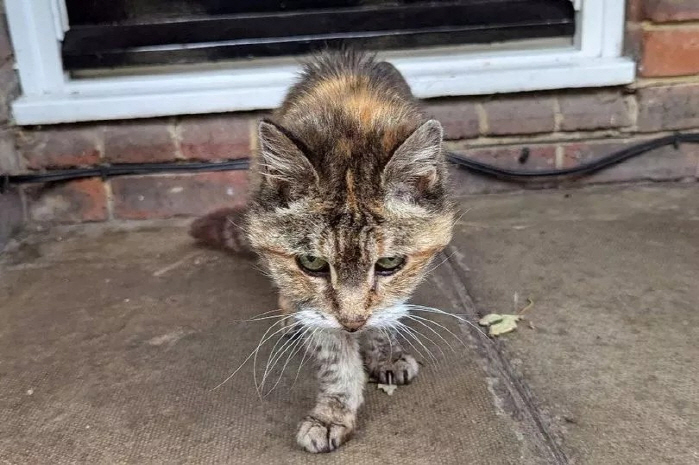 Cat Reunited With Owner After 14 Years, Dies After 16 Days