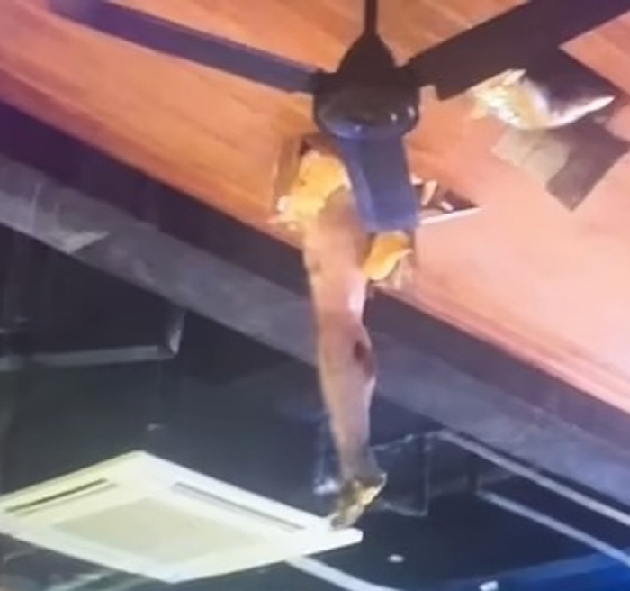 A man hanging through the cafe's ceiling, full of excrement all over his body