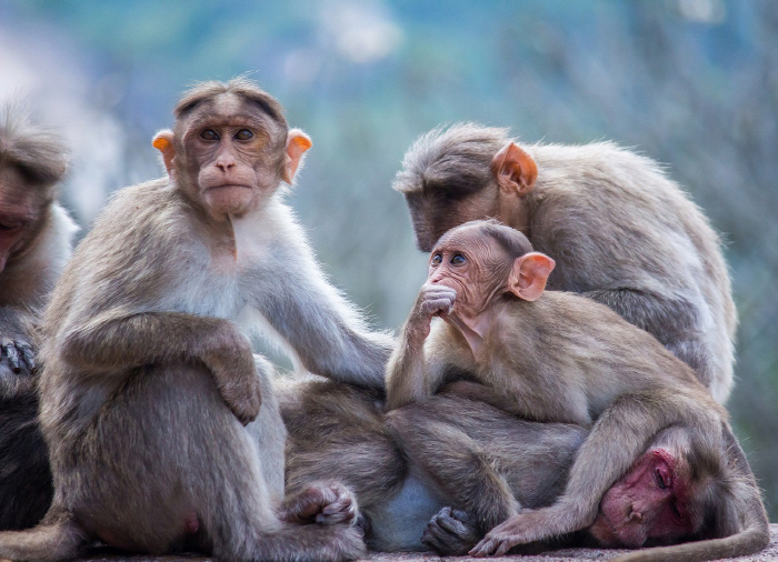 More than 40 monkeys at the U.S. disease research facility 'escape'Close the window''