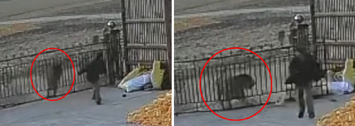 A calf-sized tiger attempted to enter an attack house in China