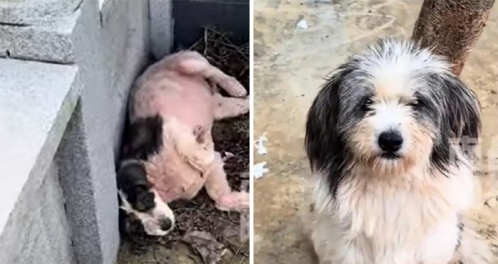 The dog who kept the grave of the owner who died for two years 'Touched '