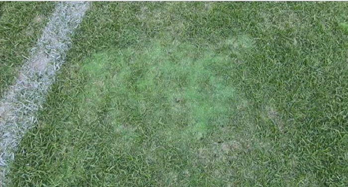 Seoul Metropolitan Councilors'Such grass, disgrace of the capital city'...Seoul's Sangam turf budget will be increased by 3.3 billion won '3 times'