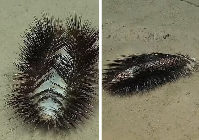 What is the creature that resembles 'Eyelash' found on the ocean floor?