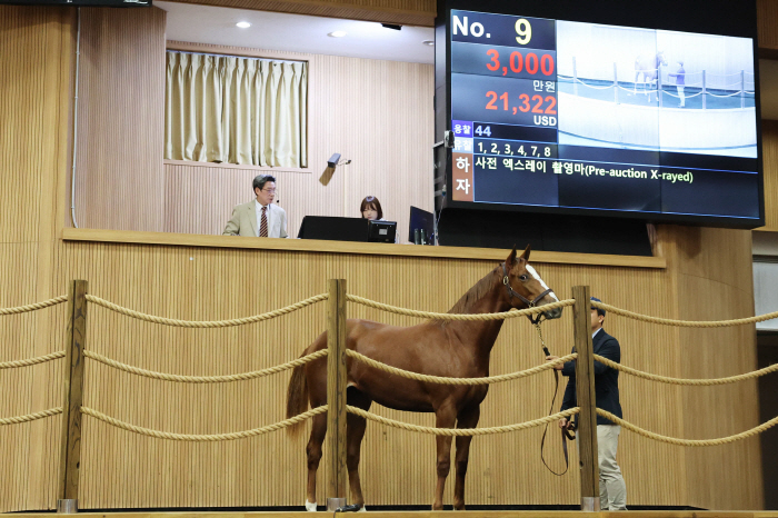  This year's second first-generation racehorse auction, recording the highest price of 93 million won