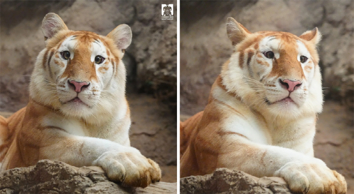 Following the Thai hippo, this time tigers are popular. 'Cute expression, like a doll.'