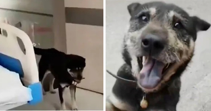 A dog running 16 kilometers looking for the hospitalized owner and smelling it 'Impressed'