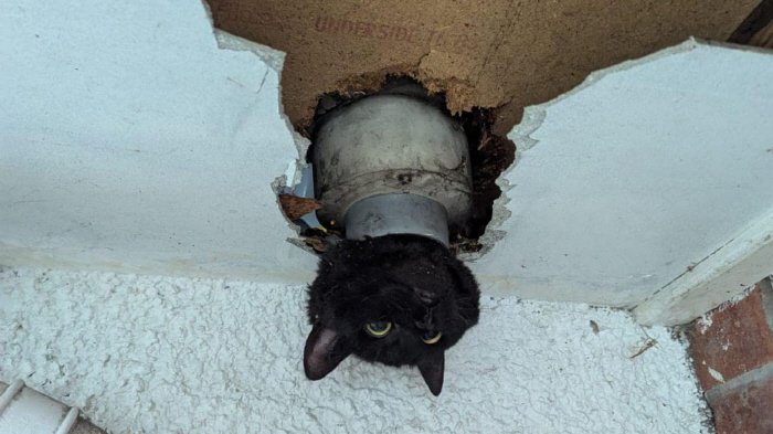 Cat caught in drain pipe, face only 'Puzzled' became famous'