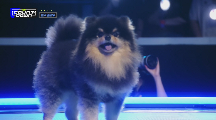 BTS' V Mourns Passing of Beloved Dog