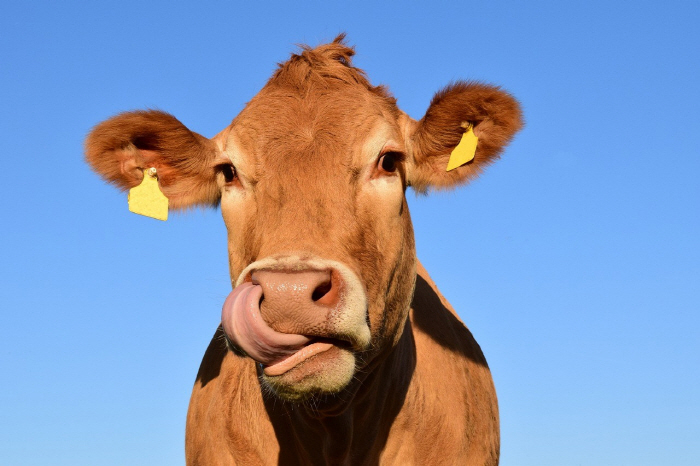 'When the Marathon Wins, Cows'Fish, Goose, and Rooster are also offered prizes