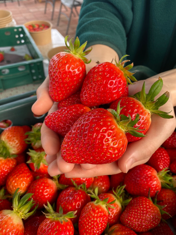 Even preventing strawberry dementia in season