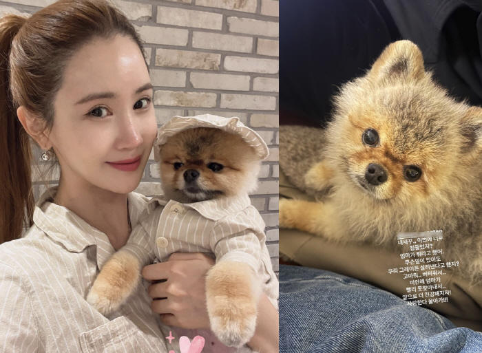 It's 'Seven ♥' Lee Da-hae, the mother who saved her sick dog's life 'Tears'...'Thank you for hanging in there.'