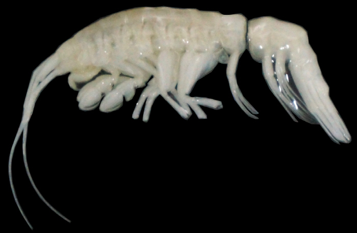 What kind of alien-like fish species was captured in the 8000m deep sea?