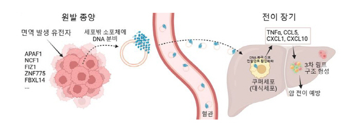 'Using secreted DNA from tumors, preventing cancer metastasis and recurrence'