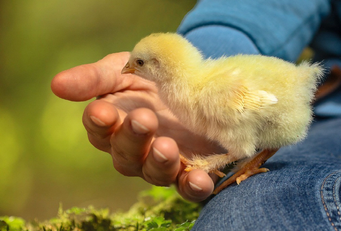 A man who swallowed a live chick, asphyxiated, why...