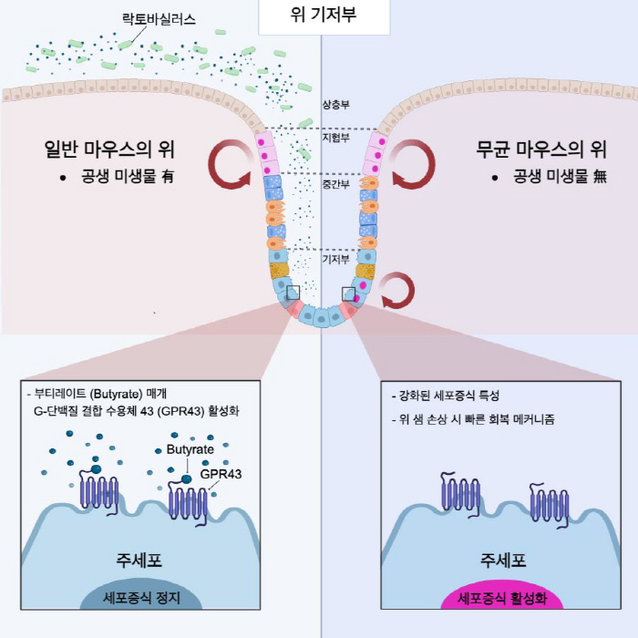 Identify the mechanisms of intestinal microorganisms that can prevent and treat gastrointestinal diseases