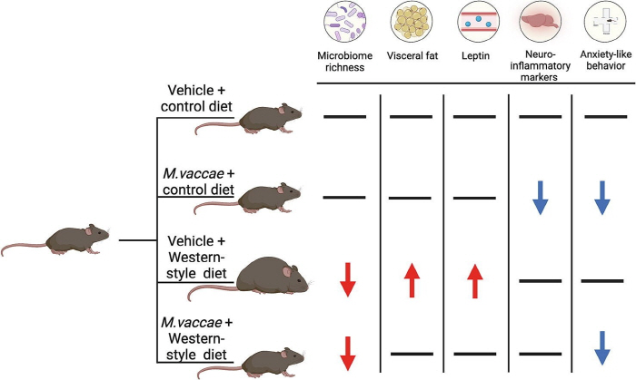 Developing a drug that doesn't make you fat even if you eat it...The effect of suppressing visceral fat