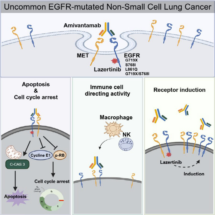 LaserTinib and Amivantamab superior effectiveness in treating atypical EGFR lung cancer