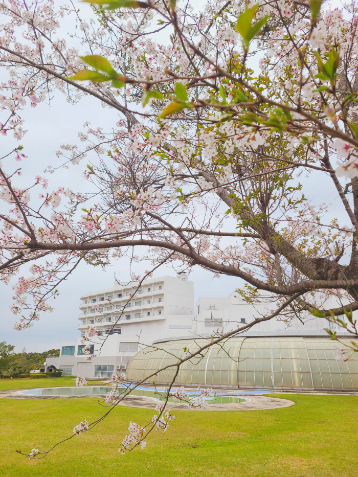 Golf  Cherry Blossom  Recreation Spring is coming How about golf and hot springs travel in the Kagoshima Cherry Blossom Festival