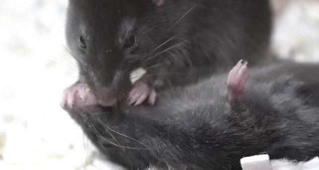 Like a human being...Rats also give first aid with their mouths to their fallen colleagues